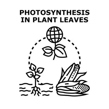 Photosynthesis process creating oxygen in plant leaves concept Stock Illustration
