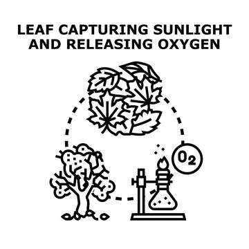 Photosynthesis process generating oxygen for environment Stock Illustration