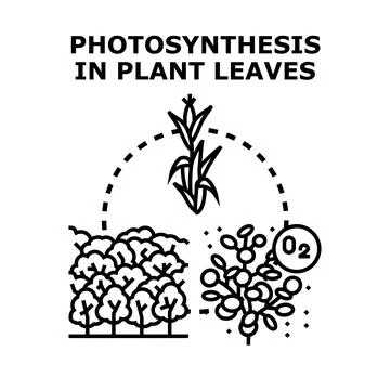 Photosynthesis process generating oxygen in plant leaves Stock Illustration
