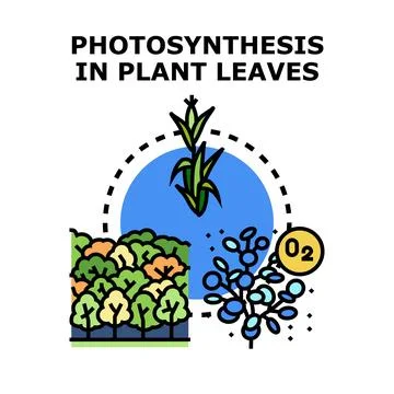 Photosynthesis process generating oxygen in plant leaves Stock Illustration