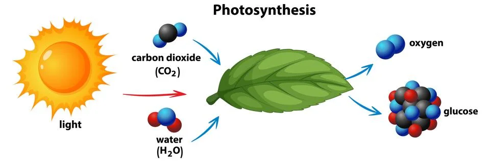 Photosynthesis Process Illustrated with Elements Stock Illustration