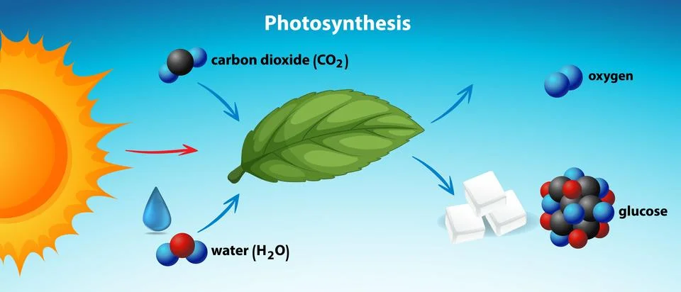 Photosynthesis Process Illustrated with Key Elements Stock Illustration