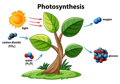 Photosynthesis Process Illustrated with Molecular Elements Illustrazione stock