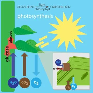 Photosynthesis process Stock Illustration