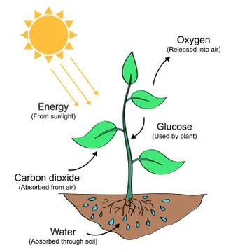 Photosynthesis process illustration Illustrazione stock