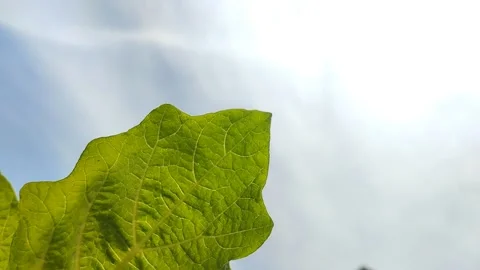 Photosynthesis process in plants 스톡 동영상 299516364