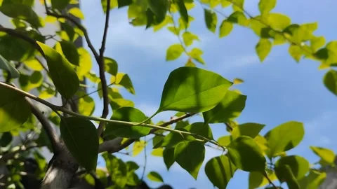 Photosynthesis process in plants 動画素材 299516605