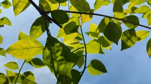 Photosynthesis process in plants 動画素材 299516709