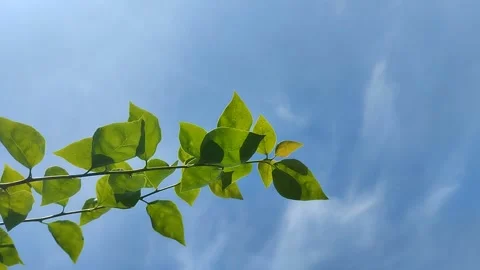 Photosynthesis process in plants 動画素材 299517272