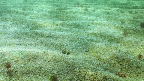 Photosynthesis process on sand in big colony unicellular algae that release Video stock 333595454
