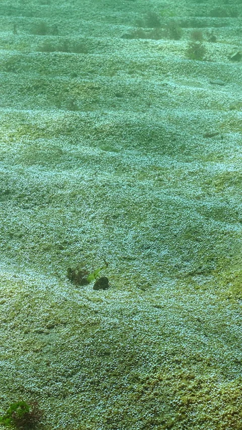 Photosynthesis process on sand in big colony unicellular algae that release Video stock 338023070