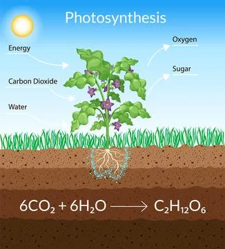 Photosynthesis process. Tree produce oxygen using rain and sun. Diagram showing Stock Illustration