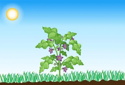 Photosynthesis process. Tree produce oxygen using rain and sun. Process of Stock Illustration