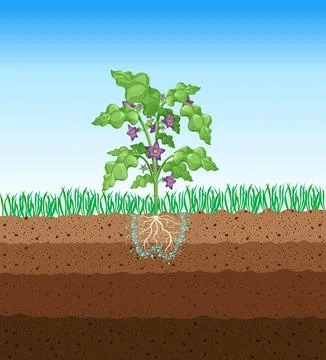 Photosynthesis process. Tree produce oxygen using rain and sun. Diagram showing Stock Illustration