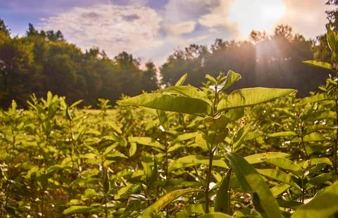 Photosynthesis at Work Stock Photos