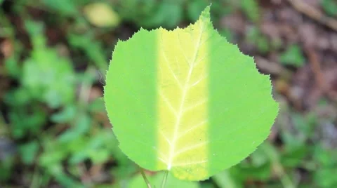 Photosynthesis X-rays in leaf Stock Footage 51802887