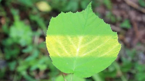 Photosynthesis X-rays with stop.mp4 Stock Footage 51804118