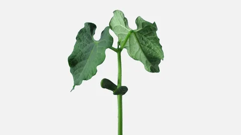 Phototropism effect in growing beans with ALPHA channel Stock Footage 101009997