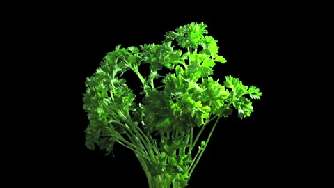 Phototropism effect in growing lettuce vegetable Stock Footage 297742955