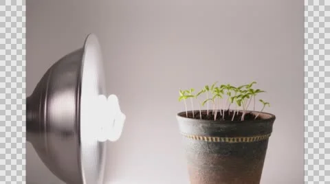 Phototropism time-lapse 스톡 동영상 64802160