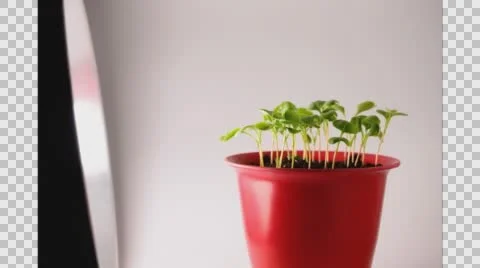 Phototropism time-lapse Stock-Footage 64802180