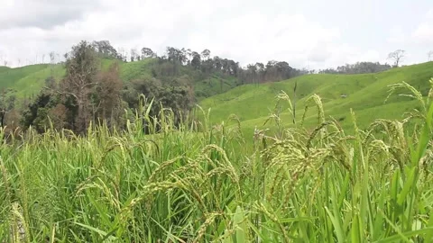 Phouy Sondala Stock Footage 138345455