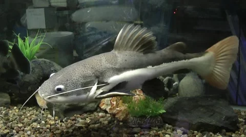 Phractocephalus hemiliopterus Stock Footage 51149210