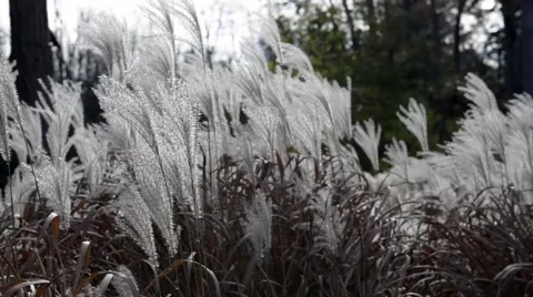 Phragmites Australis in autumn Stock Footage 43186605