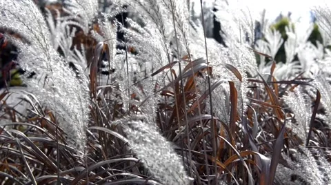 Phragmites Australis blowing in wind Stock Footage 43186601