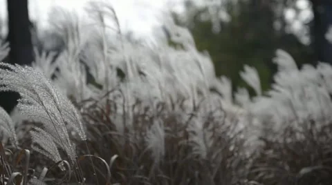 Phragmites Australis blowing in wind Stock Footage 43186638