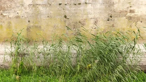 Phragmites australis, common reed, commonly forms extensive stands (known as  Stock Footage 192451677
