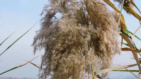 Phragmites australis, commonly known as the common reed, which is a perennia Stock Footage 328814407