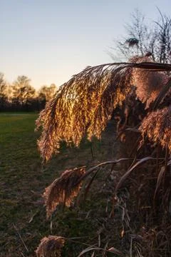 Phragmites australis Stock Photos