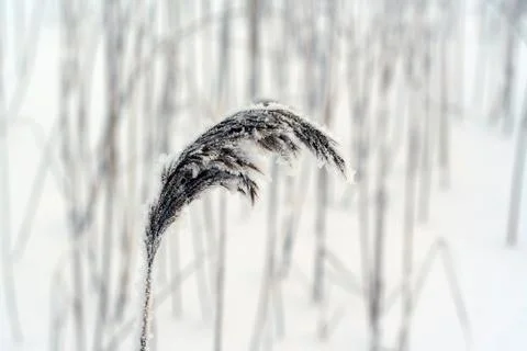 Phragmites, the common reed, panicle Stock Photos
