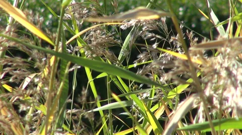 Phragmites, common reed, reed stems in flower, perennial grass,  wetlands Vídeos de archivo 32785546