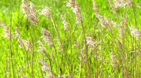 Phragmites is a genus of four species Stock Footage 68768770