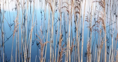 Phragmites reed bed reflected in a loch surface, Islay, Scotland, UK. 스톡 동영상 286376970