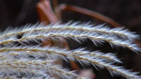 Phragmites reed branches sway in the wind Stock Footage 233620109
