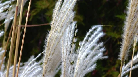 Phragmites reed branches sway in the wind Stock Footage 233620110