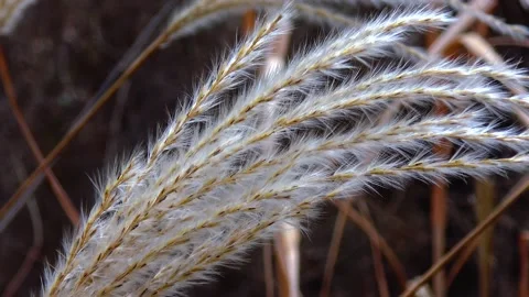 Phragmites reed branches sway in the wind Stock Footage 233620318