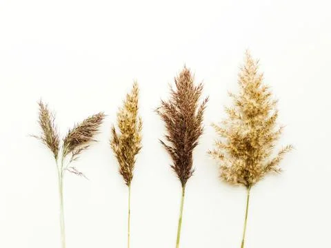 Phragmites on white Stock Photos