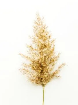 Phragmites on white Stock Photos