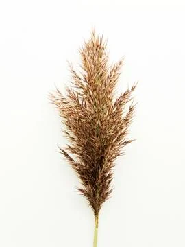 Phragmites on white Stock Photos
