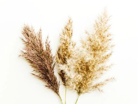 Phragmites on white Stock Photos