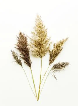 Phragmites on white Stock Photos