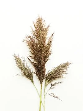Phragmites on white Stock Photos