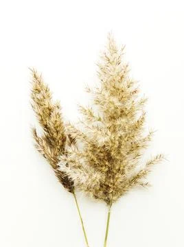 Phragmites on white Stock Photos