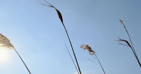 Phragmites in wind with blue sky background. Close up Stock-Footage 129635645