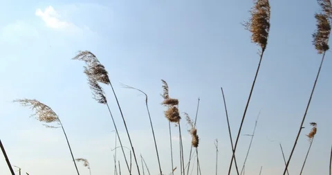 Phragmites in wind with blue sky background. Close up Stock-Footage 129635734