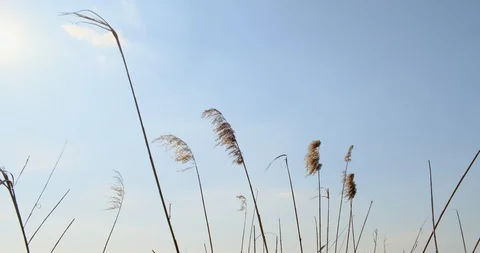 Phragmites in wind with blue sky background. Close up Stock-Footage 129635781